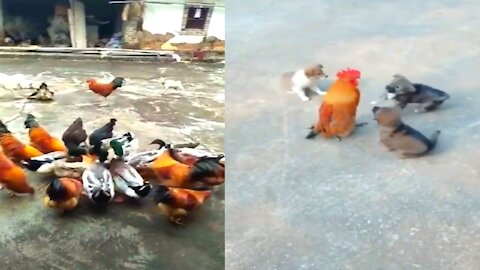 Roosters and dogs have some fun time, which can't hold back the laughter