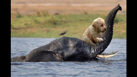 Animals Heroically Saving Other Animals Risking Their Own Lives!