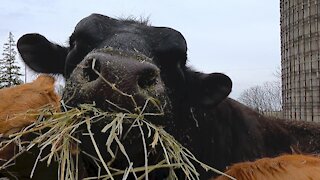 Gigantic bull comically stuffs his face with hay