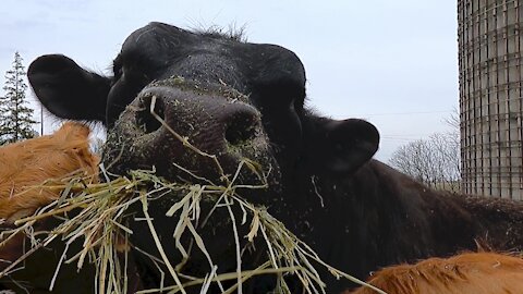 Gigantic bull comically stuffs his face with hay