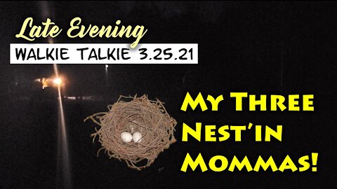Walkie Talkie : A Good Late Evening 3.25.21 & My Three Nesting Mommas!