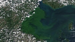 Local company developing antidote to Lake Erie algal blooms