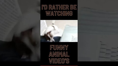 I'd Rather Watch Funny Animal Video's #Shorts #Viral #Cats #Dogs #Puppies #FunnyPets
