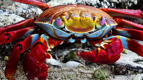 Sally Lightfoot Crab Eating