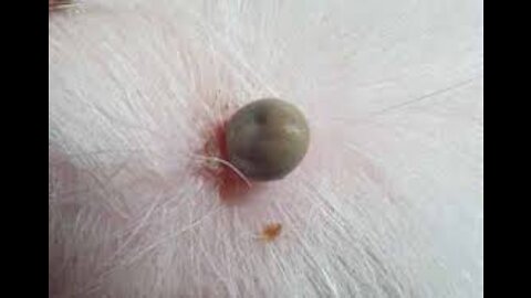 How To Remove Ticks From Your Dog - Dog Ticks Removing