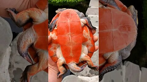 New turtle for the pond - pink bellied side neck turtle #shorts
