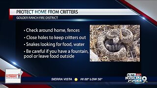 Keeping your home safe from critters