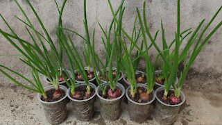 How to grow green onion in plastic cup || best trick to grow onion with small space