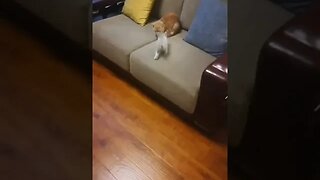 Cute little kitten trying to reach on the top of sofa 😺 #cat #animals #kitten