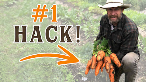 The #1 Carrot Germination Hack that will Simplify Your Gardening (LESS WATERING!)