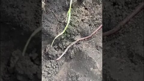 Look at this GIANT worm / #shorts / #homesteading / #farming