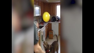 This Dog Loves to Play with Balloons