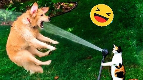 New Funny Animals 😂 Funniest Cats and Dogs Videos 😺🐶 Part 68