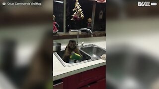 Um macaco que limpa a casa? Só vendo para acreditar