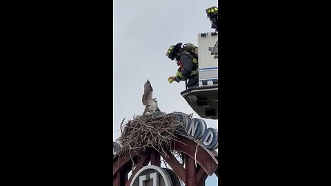 Eagle Fire Department comes to the aid of a struggling osprey