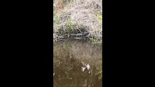 Alligator sunning on the bank