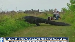 Video of massive gator goes viral