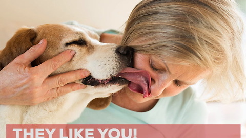 Why Does Your Dog Lick You?