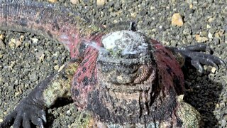 Amazing adaptation allows marine iguanas to survive on salt water