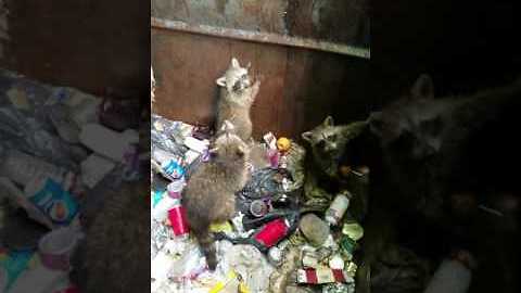 Good Samaritan Helps Baby Raccoons Escape From Dumpster