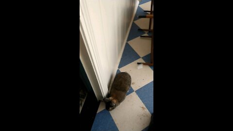 Rabbit chases dog down hallway