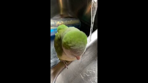 bathtime in the kitchen sink