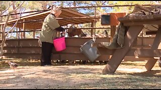 Finding food items at Las Vegas farm