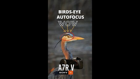 Sony A7RV Birds-Eye Autofocus