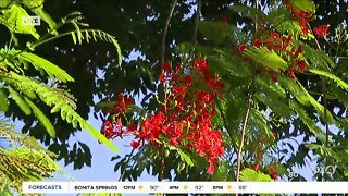 Summer blooms you can buy at Edison and Ford Winter Estates in Fort Myers