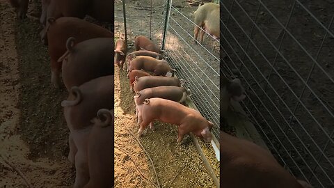 Hungry Piglets @UncleTimsFarm #kärnəvór #carnivore #shorts #hereford #freerangepigs