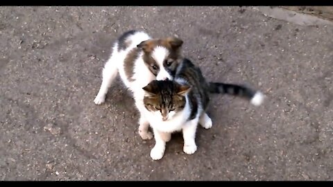 CUTEST PUPPIES - Dog loves cat! They are best friends!
