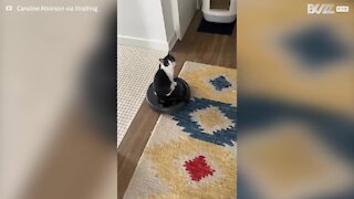 Gato passeia pela casa em cima de aspirador Roomba