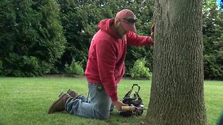 How to save your ash trees