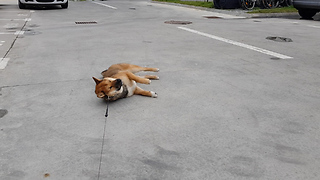 Stubborn Shiba Inu refuses to go home