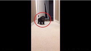 Shih Tzu puppy finally finds his bark