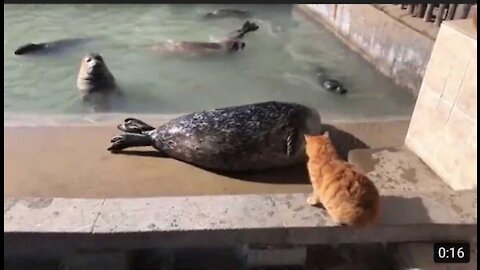 Cat slaps a big fat seal