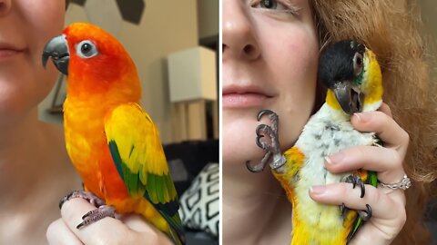 Parrots react to getting kissed by their owner