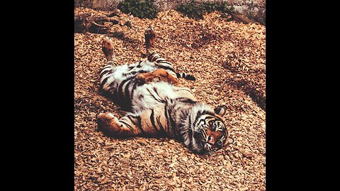 Cute tiger cub in beautiful mood 😍