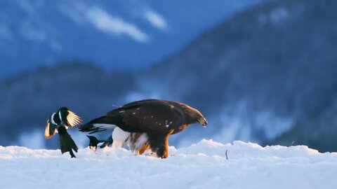 Golden eagle eats on a dead animal in the mountains at winter