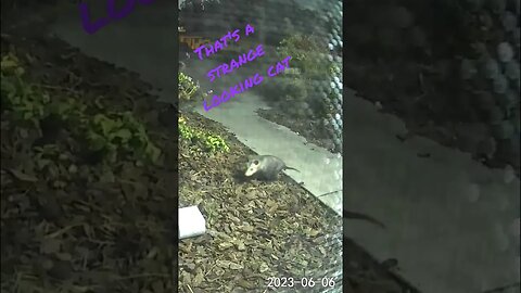 Opossum Shows Up On Cat Feeding Cam