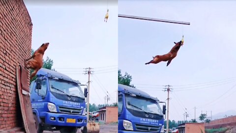 Best belgian dog jumping