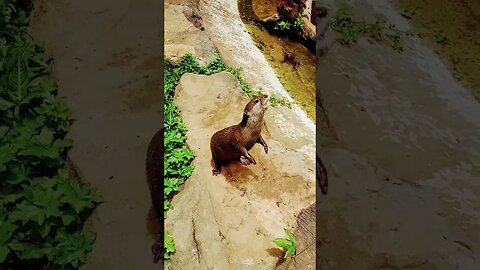 Small Clawed Otter