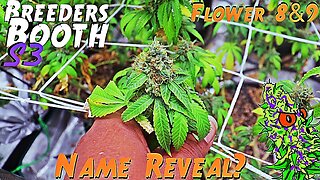 Breeders Booth S3 Ep. 21 | Flower Weeks 8 & 9 | Name Reveal? ( Goodbuds Genetics )