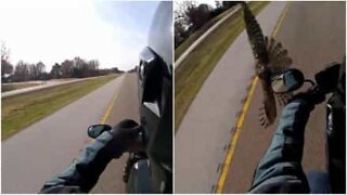 Falcon almost collides with motorcyclist!