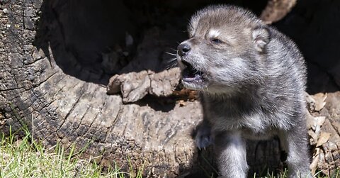 Baby Wolf Pups Howling - CUTEST Compilation