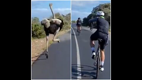 Ostrich chases cyclists group in South Africa