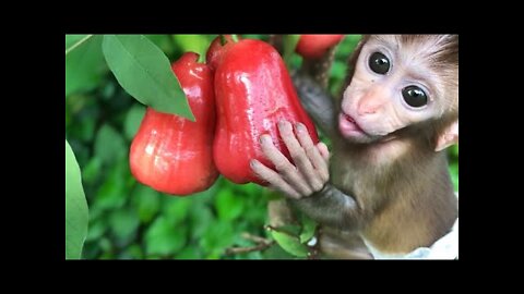 Baby Monkey BiBi couple picking fruit, Animals home.