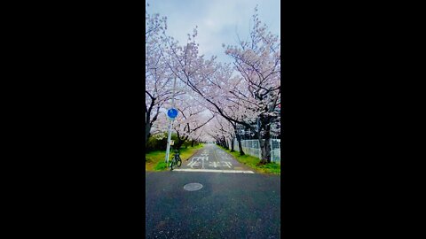 Walking under the sakura blossoms