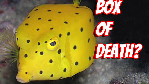 The Deadly The Boxfish!