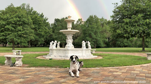 Great Dane Relaxes Under Florida Double Rainbow